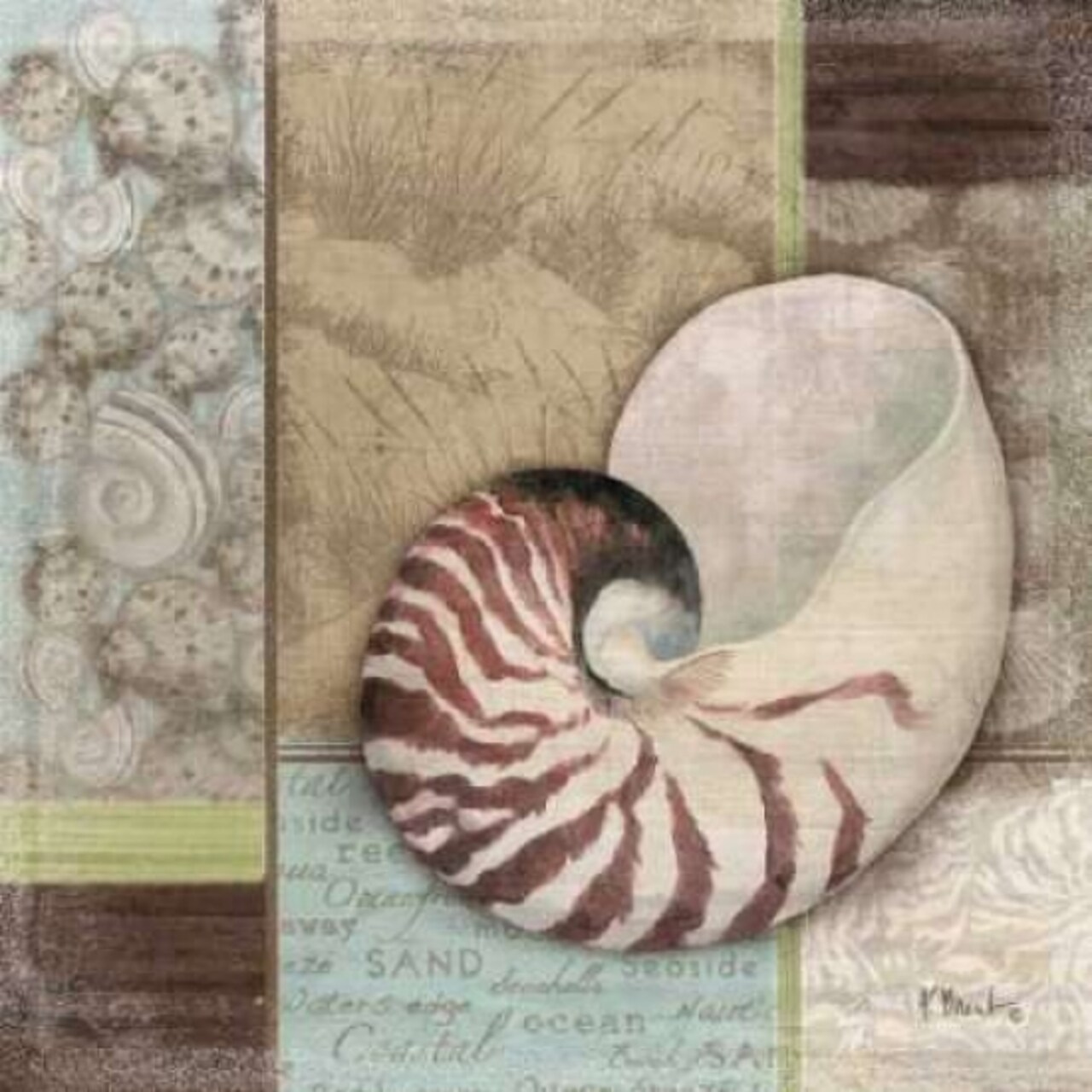 Santa Rosa Shell II Poster Print by Paul Brent - Item # VARPDXBNT343